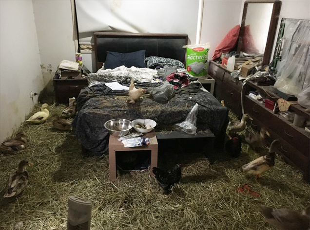 Farm animals living inside home in squalid conditions 